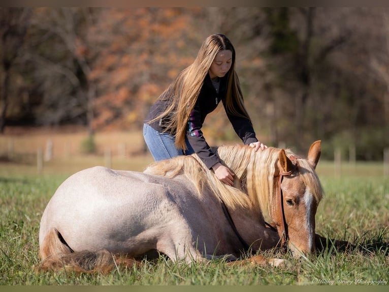 American Quarter Horse Mix Giumenta 4 Anni 155 cm Roano rosso in Auburn