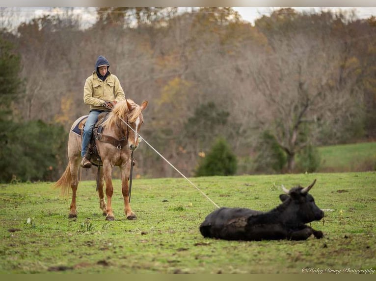 American Quarter Horse Mix Giumenta 4 Anni 155 cm Roano rosso in Auburn