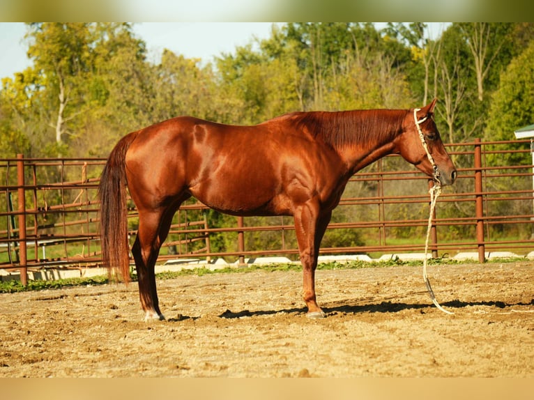 American Quarter Horse Giumenta 4 Anni 155 cm Sauro ciliegia in Fredericksburg, OH