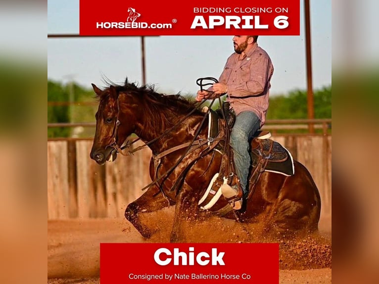 American Quarter Horse Giumenta 4 Anni 155 cm Sauro ciliegia in Waco