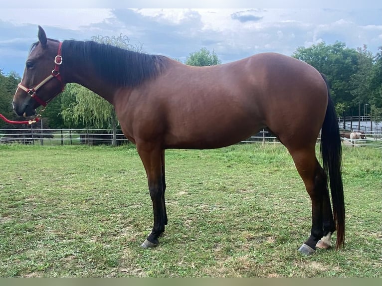 American Quarter Horse Giumenta 4 Anni 156 cm Baio scuro in Weiz