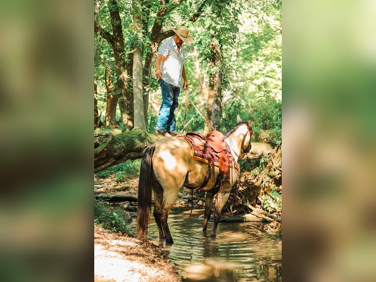 American Quarter Horse Giumenta 4 Anni 157 cm Pelle di daino in Santa Fe