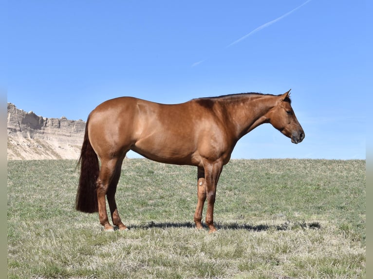 American Quarter Horse Giumenta 4 Anni 157 cm Red dun in Bayard, Nebraska