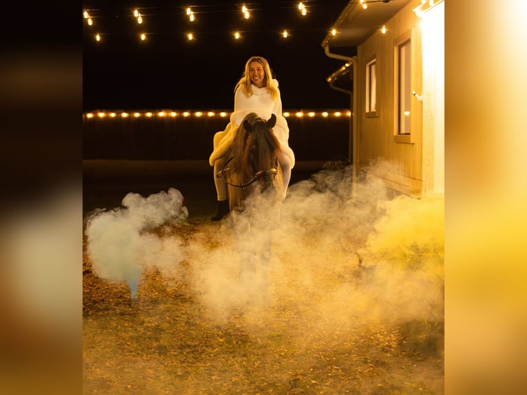 American Quarter Horse Mix Giumenta 4 Anni 157 cm Roano blu in Ocala