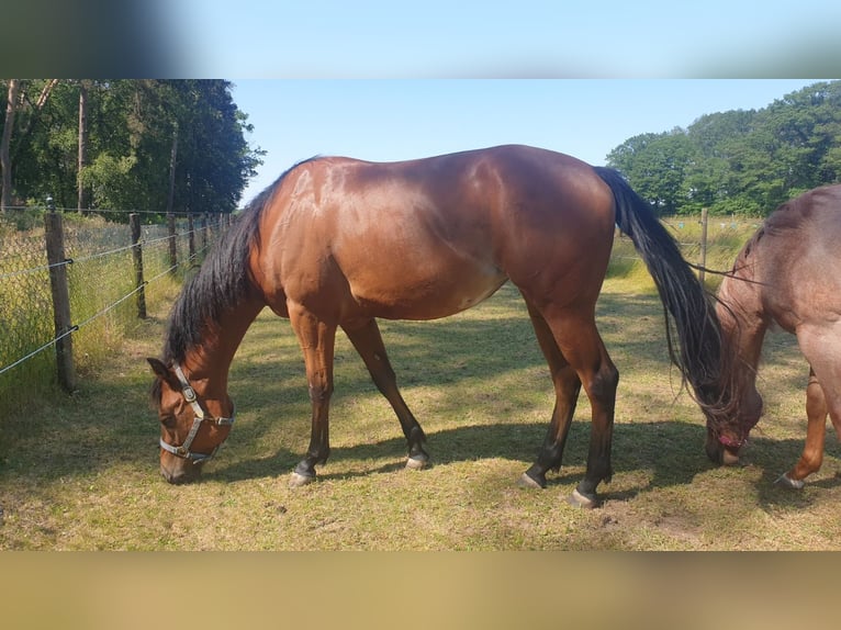 American Quarter Horse Giumenta 4 Anni 158 cm Baio in Straelen