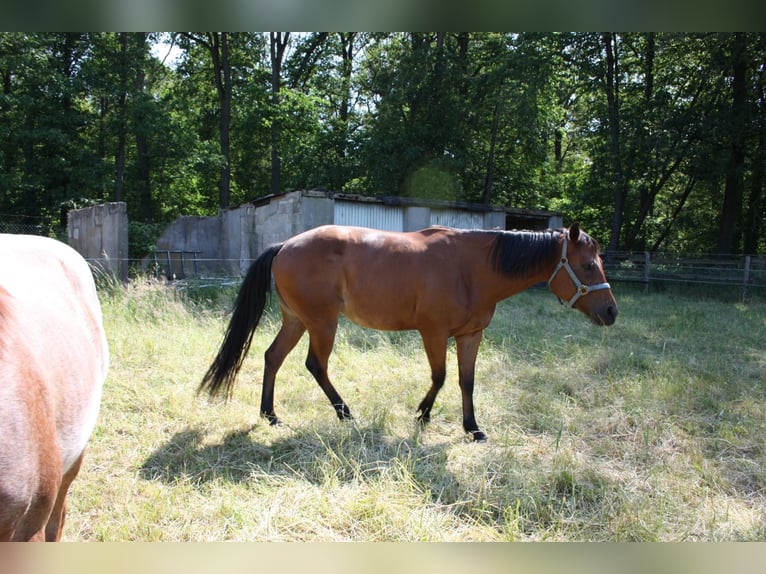 American Quarter Horse Giumenta 4 Anni 158 cm Baio in Straelen