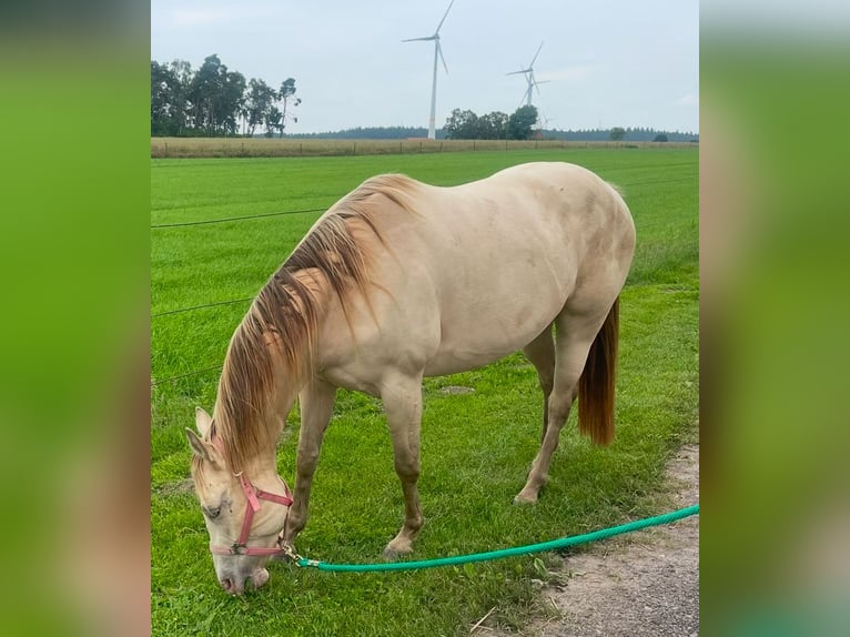 American Quarter Horse Giumenta 4 Anni 158 cm Champagne in Barver