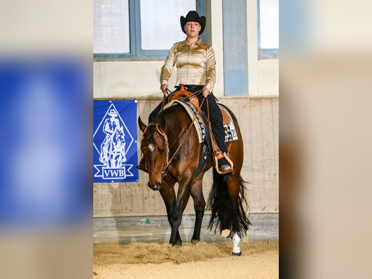 American Quarter Horse Giumenta 4 Anni 160 cm Baio in Schlüsselfeld