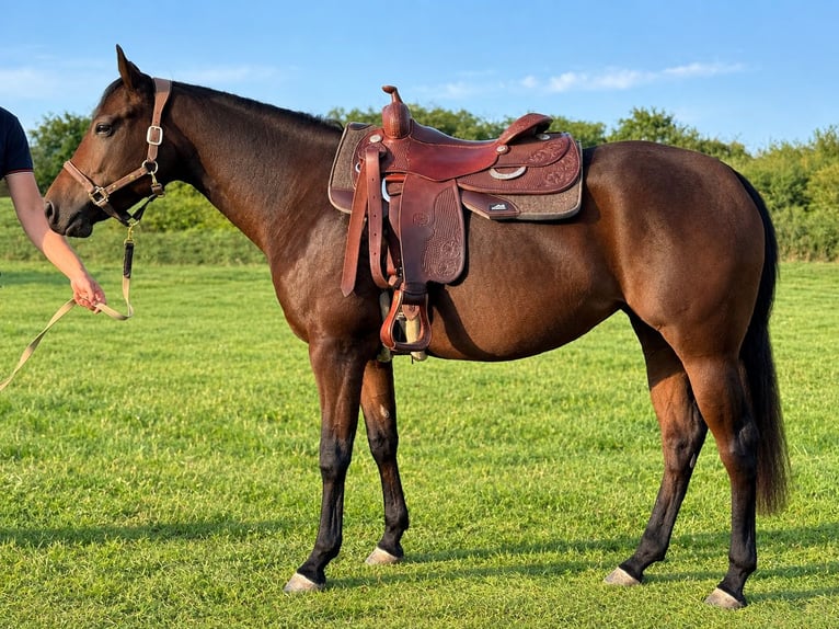 American Quarter Horse Giumenta 4 Anni 160 cm Baio in Dillenburg