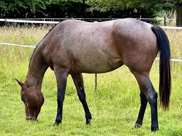 American Quarter Horse Giumenta 4 Anni 160 cm Baio roano in Stadtallendorf