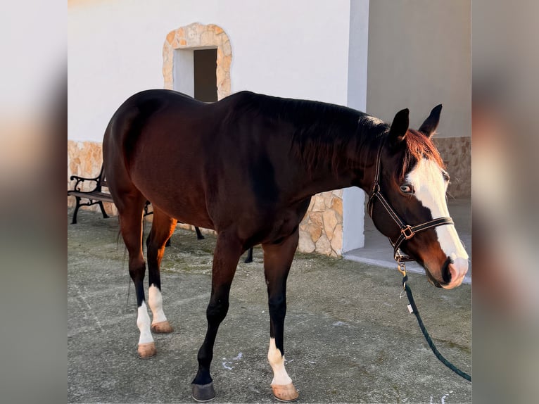 American Quarter Horse Giumenta 4 Anni 160 cm Baio scuro in Bari