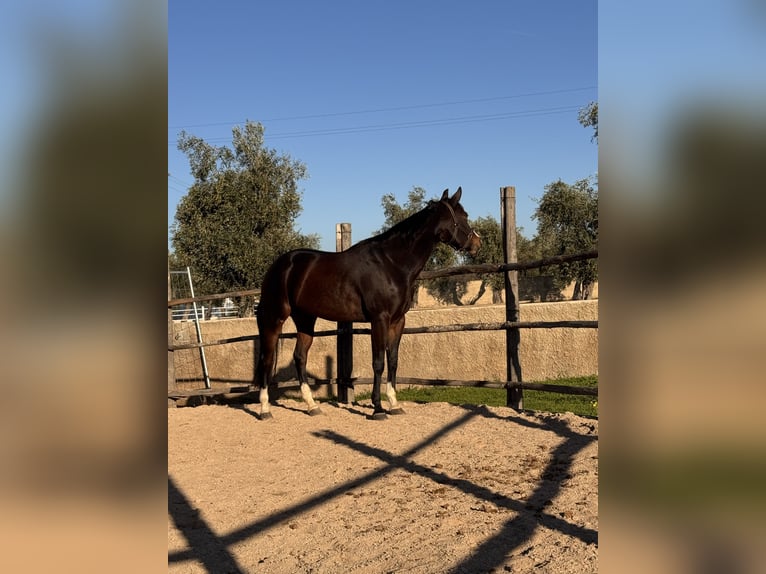 American Quarter Horse Giumenta 4 Anni 160 cm Baio scuro in Bari
