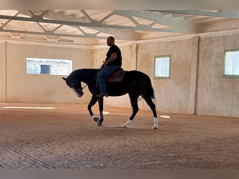 American Quarter Horse Giumenta 4 Anni 160 cm Baio scuro in Bari