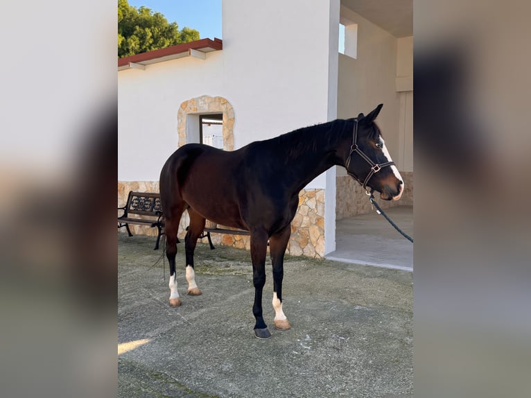 American Quarter Horse Giumenta 4 Anni 160 cm Baio scuro in Bari