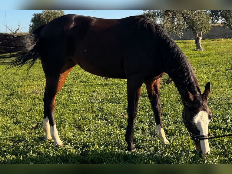 American Quarter Horse Giumenta 4 Anni 160 cm Baio scuro in Bari