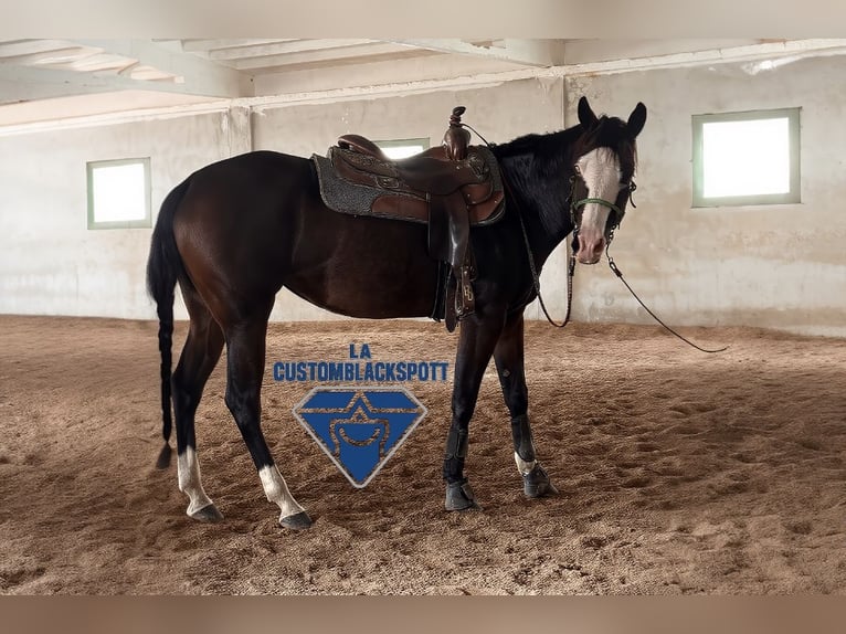 American Quarter Horse Giumenta 4 Anni 160 cm Baio scuro in Bari