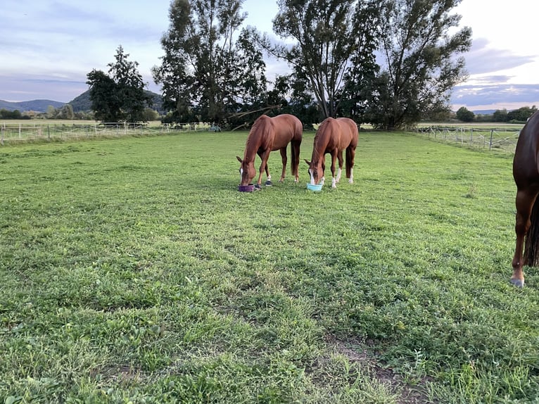 American Quarter Horse Giumenta 4 Anni 162 cm Sauro in Meinhard
