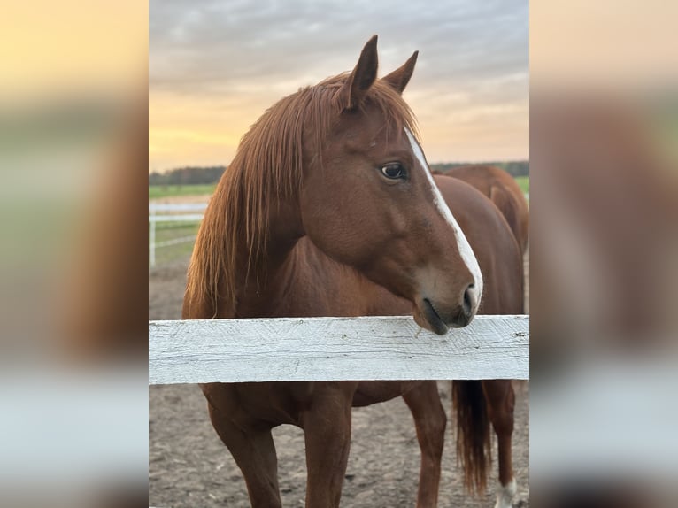 American Quarter Horse Giumenta 4 Anni 163 cm Baio in Spremberg