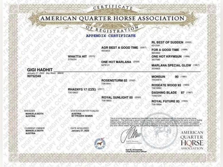 American Quarter Horse Giumenta 4 Anni 163 cm Baio roano in Pöttsching