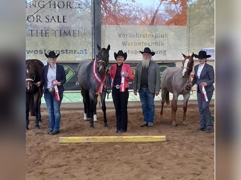 American Quarter Horse Giumenta 4 Anni 163 cm Baio roano in Pöttsching