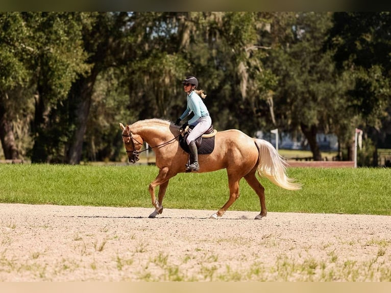 American Quarter Horse Giumenta 4 Anni 163 cm Palomino in Ocala
