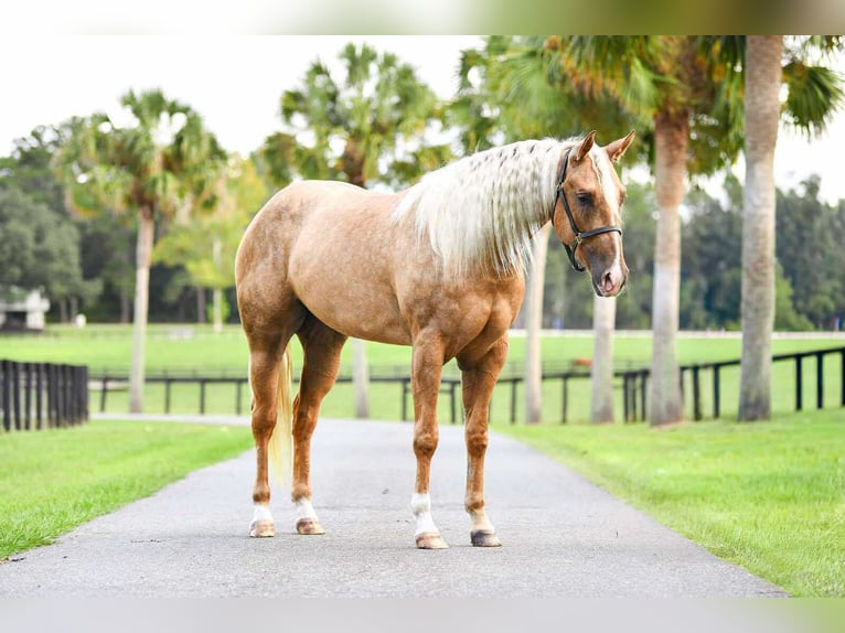 American Quarter Horse Giumenta 4 Anni 163 cm Palomino in Ocala