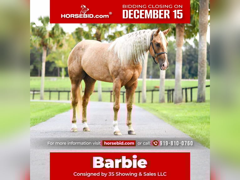 American Quarter Horse Giumenta 4 Anni 163 cm Palomino in Ocala