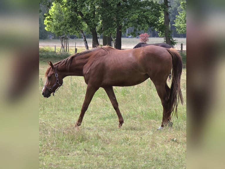 American Quarter Horse Giumenta 4 Anni 163 cm Sauro scuro in Lübtheen