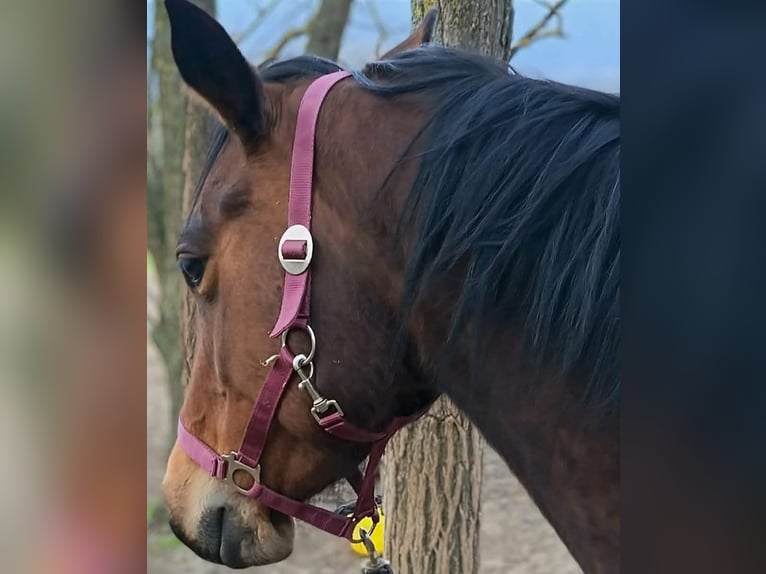 American Quarter Horse Giumenta 4 Anni 167 cm Baio ciliegia in Esztergom