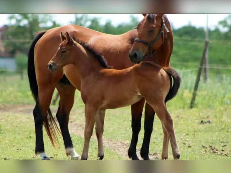 American Quarter Horse Giumenta 4 Anni 167 cm Baio ciliegia in Esztergom
