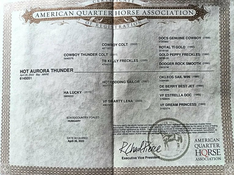 American Quarter Horse Giumenta 4 Anni 167 cm Baio ciliegia in Esztergom