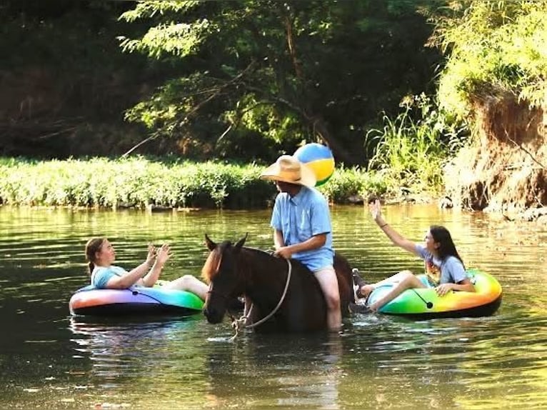 American Quarter Horse Giumenta 4 Anni Baio ciliegia in Dublin