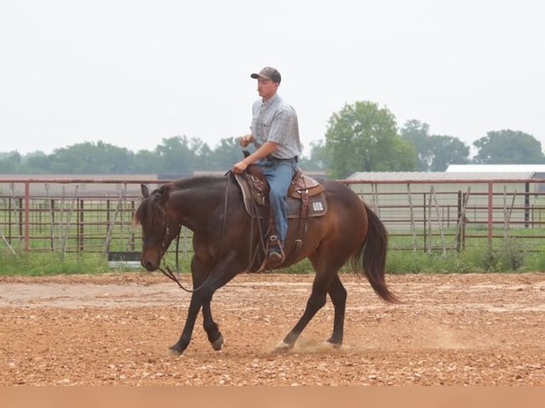 American Quarter Horse Giumenta 4 Anni Baio ciliegia in Dublin