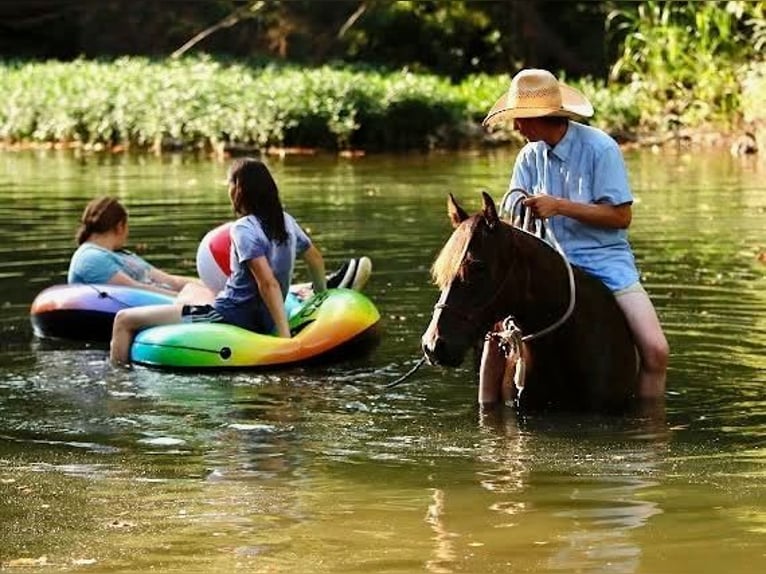 American Quarter Horse Giumenta 4 Anni Baio ciliegia in Dublin