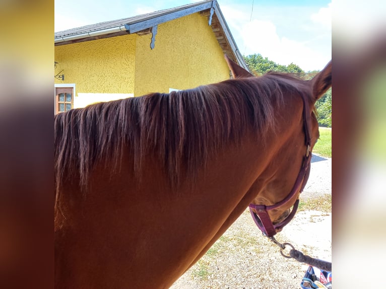 American Quarter Horse Giumenta 4 Anni in Ostermiething