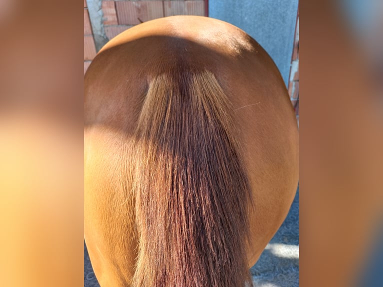 American Quarter Horse Giumenta 4 Anni in Ostermiething