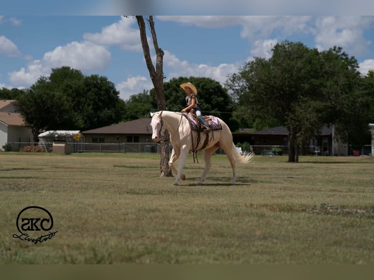 American Quarter Horse Giumenta 4 Anni Cremello in Canyon