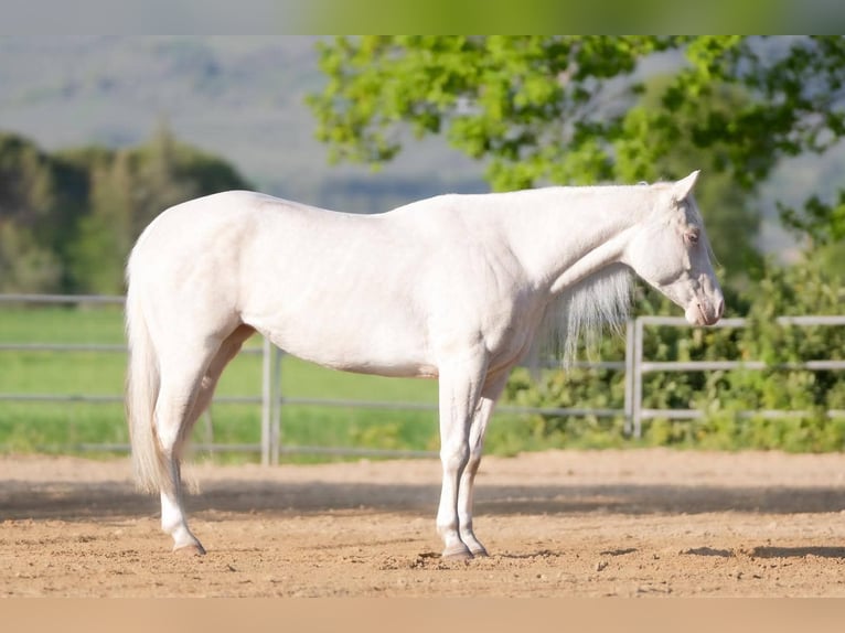American Quarter Horse Giumenta 4 Anni Cremello in Spello