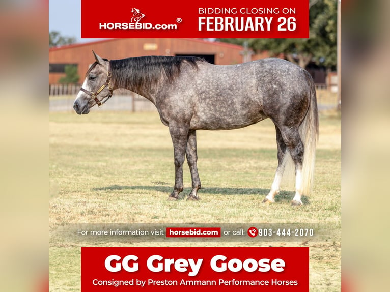 American Quarter Horse Giumenta 4 Anni Grigio in Gainesville