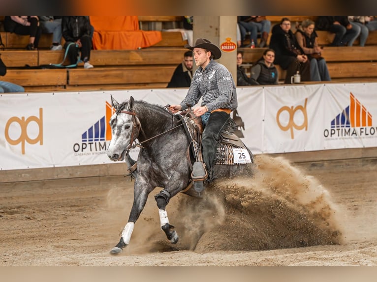 American Quarter Horse Giumenta 4 Anni Leardo in Jistebník