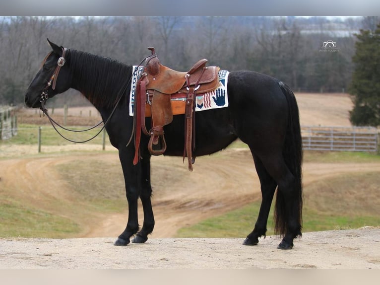 American Quarter Horse Giumenta 4 Anni Morello in Jonestown, PA