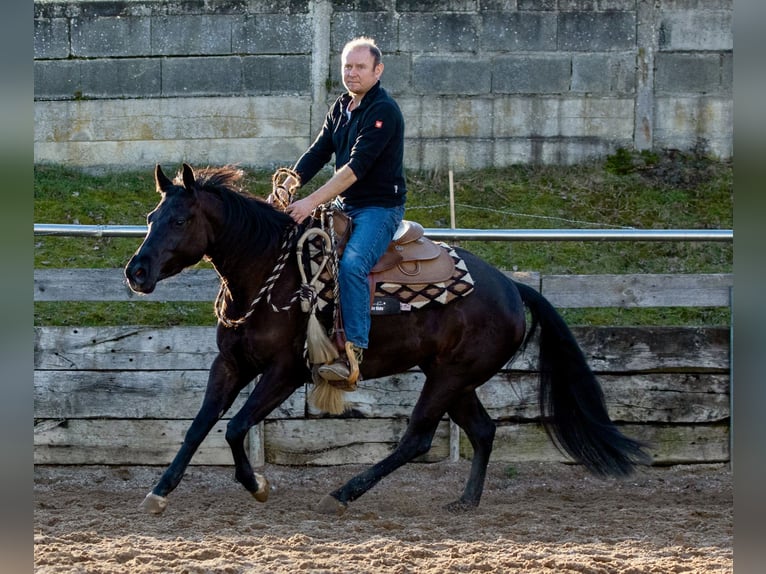 American Quarter Horse Giumenta 4 Anni Morello in Ehingen