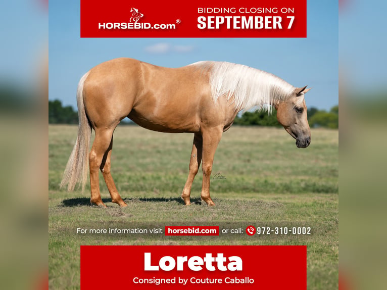 American Quarter Horse Giumenta 4 Anni Palomino in Fort Worth