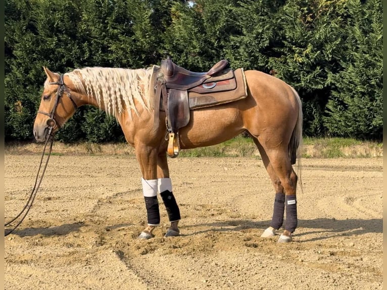 American Quarter Horse Giumenta 4 Anni Palomino in Fontanella