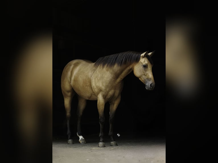 American Quarter Horse Giumenta 4 Anni Pelle di daino in Quitman