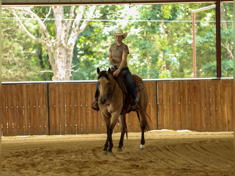 American Quarter Horse Giumenta 4 Anni Pelle di daino in Quitman