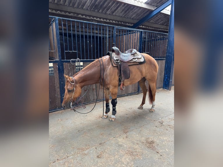 American Quarter Horse Giumenta 4 Anni Red dun in Schoondijke