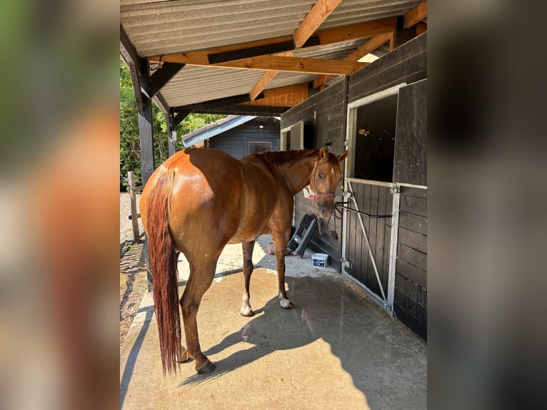 American Quarter Horse Giumenta 4 Anni Red dun in Schoondijke