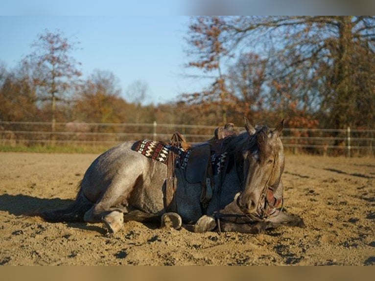 American Quarter Horse Giumenta 4 Anni Roano blu in BRistolville OH