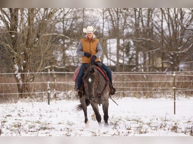 American Quarter Horse Giumenta 4 Anni Roano blu in BRistolville OH